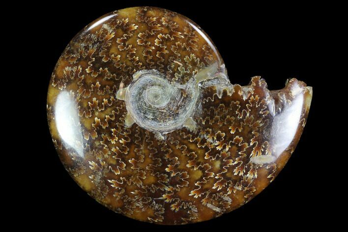 Polished, Agatized Ammonite (Cleoniceras) - Madagascar #97274
